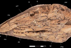 Cientistas identificam ''Tiranossauro dos oceanos''