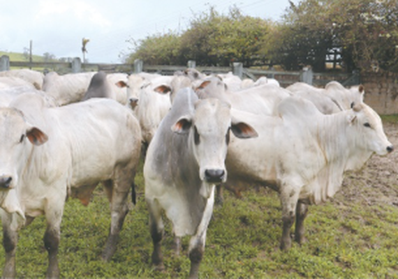 Agrofeira IBC 2026 será realizada nos dias 18 e 19 de setembro em Chã Preta