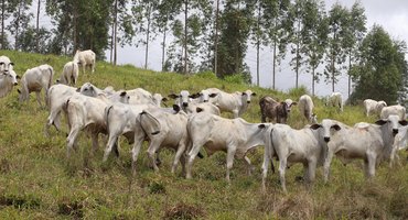 Pastejo ultra adensado conquista espaço em Alagoas