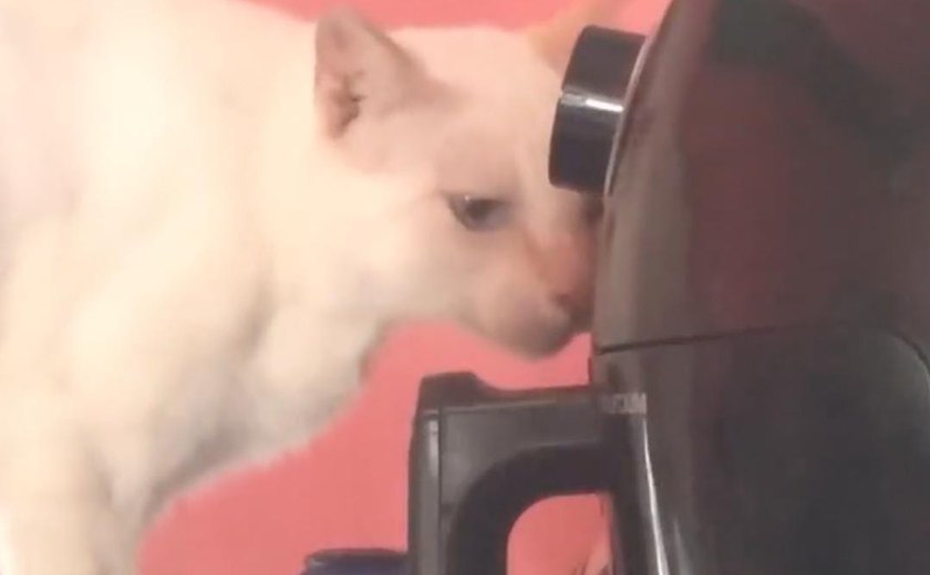 Gato bomba na web após ser flagrado abrindo air fryer para roubar comida; veja o vídeo