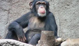 Estudo aponta habilidade geométrica em macacos semelhante a de crianças