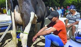 Torneio Leiteiro da agricultura familiar será atração na Expo Bacia Leiteira, em Batalha