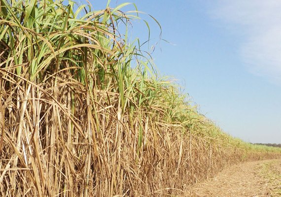 Presidente da Asplana destaca que safra 19/20 teve resultado positivo