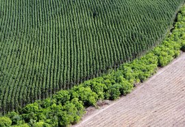 Afinal, o cultivo de eucalipto é mesmo prejudicial ao meio ambiente?    Fonte: Agência Senado