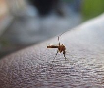 Mosquito Aedes aegypt pode ter provocado dezoito mortes em Maceió