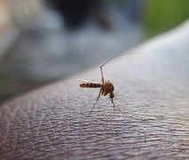 Mosquito Aedes aegypt pode ter provocado dezoito mortes em Maceió