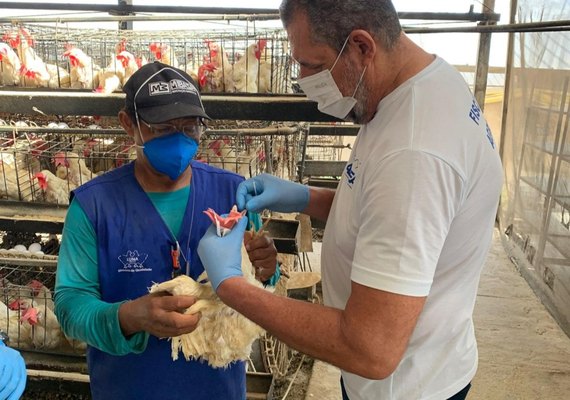 Fiscalização em granjas de Alagoas monitora circulação de vírus