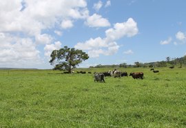 Faeal realiza mais ações do Mais Pasto