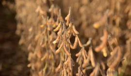 Tempo seco favorece colheita de soja
