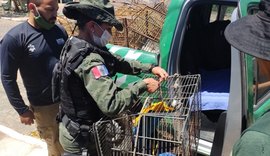 Durante “Operação Mandacaru/Libertas”, BPA apreende 35 aves silvestres