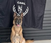 Cão farejador ajuda equipe da PM em grande apreensão de cocaína na BR-101, em Alagoas