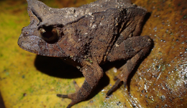 Projeto pioneiro do INMA mapeia novas ocorrências de anfíbio na Mata Atlântica