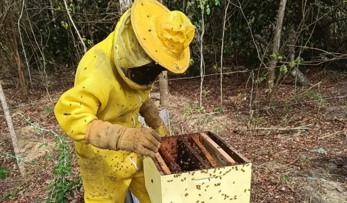 Sebrae lança projeto que vai impulsionar apicultura e meliponicultura no Sul de Alagoas