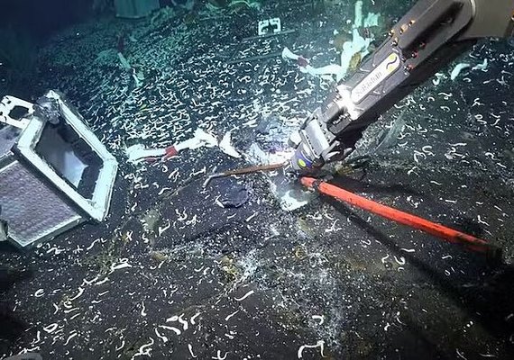 Vídeo: Vermes gigantes se reproduzem abaixo do fundo do mar e em placas tectônicas