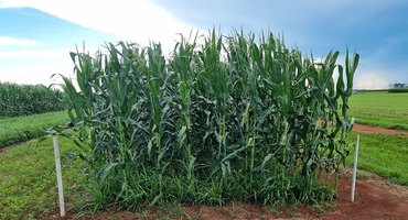 Uso de capins como braquiária aumenta produtividade da soja e melhora saúde do solo
