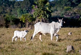 Capão de Angico reforça a presença da pecuária pantaneira na Expoagro Alagoas