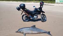 Boto-cinza aparece morto no litoral Norte de Alagoas