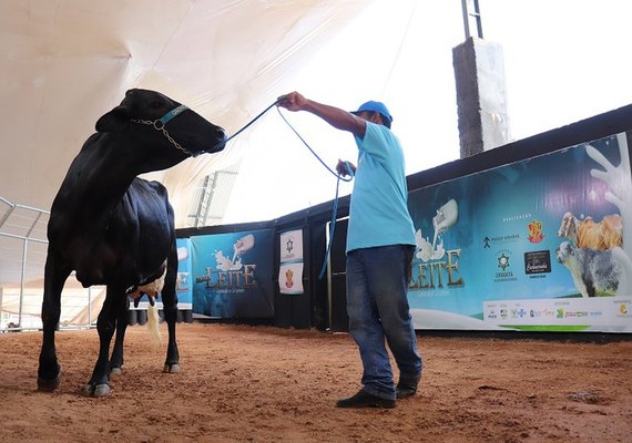 Animais  do Mais Leite estão prontos para atender pecuária leiteira