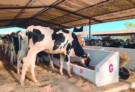 AL realiza em setembro o maior evento de raças leiteiras do Nordeste