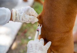 Segundo dia de vacinação antirrábica acontece neste sábado (25) em Maceió