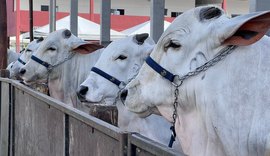 Leilões da Expoagro-AL já ultrapassam R$ 9 milhões em movimentação financeira