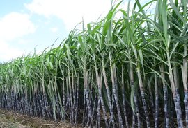 Simpósio da cana traz mais de 50 palestras para Alagoas