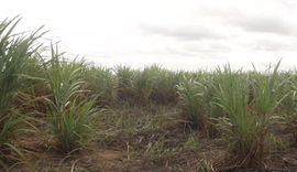 Tecnologia regenerativa reduz em 70% custo de renovação de canaviais no Agreste