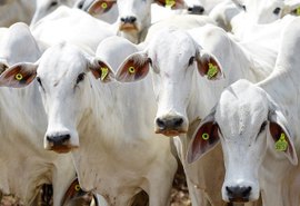 CNA discute a proposta de rastreabilidade individual de bovinos e bubalinos