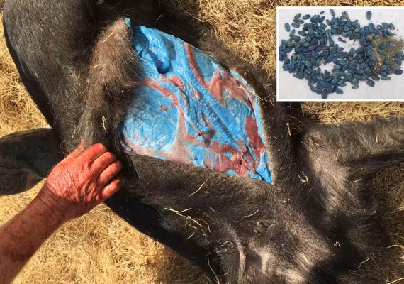Javaporcos com carne azul neon revelam perigo oculto na Califórnia