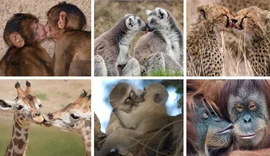 Primeiro beijo pode ter surgido há mais de 21 milhões de anos, apontam cientistas