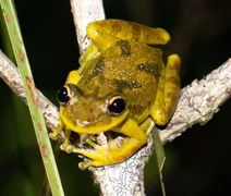Pesquisa da UFPA identifica microplásticos em girinos da Amazônia