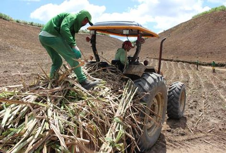 Chuva em Alagoas leva fornecedor de cana a antecipar o plantio de inverno