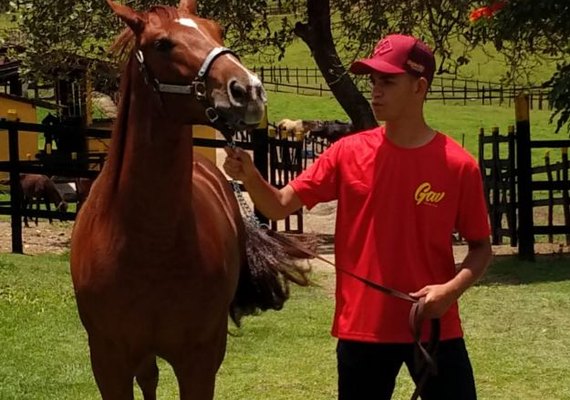 Alagoas Quarter Horse lançará garanhão de genética importada dos EUA