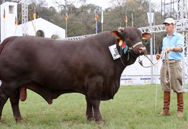 Leilão 3 Histórias muda para formato virtual