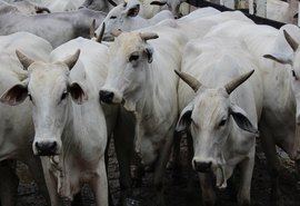 Prazo de campanha de vacinação contra febre aftosa é prorrogado