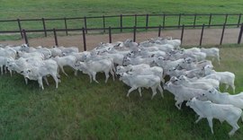 18º edição do leilão da Agro CPMF traz tradicionais lotes da Bezerrada Positiva