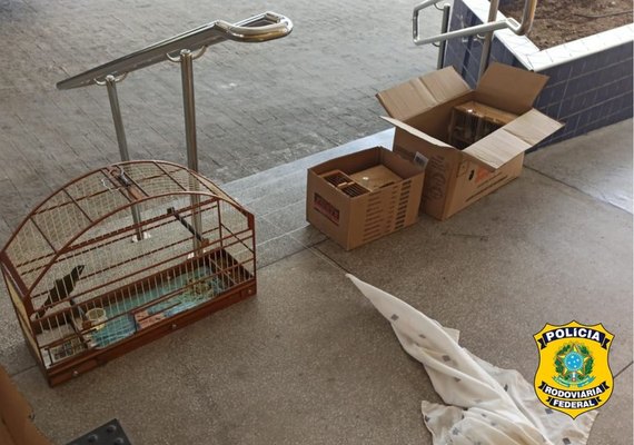 PRF prende dois suspeitos e recolhe 30 aves silvestres em Alagoas