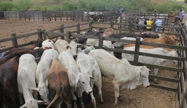 Prefeitura de Arapiraca convoca criadores de bovinos para vacinar rebanhos contra febre aftosa