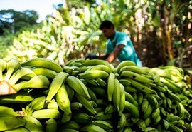 Projeto de fruticultura vai gerar cerca de 900 empregos no Sertão Alagoano