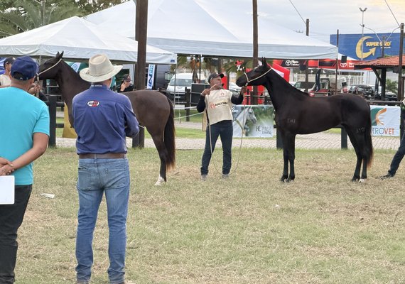 Expoalagoas: 6ª Etapa do Nordestino do Mangalarga Marchador movimenta Maceió