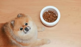 Pesquisa mostra que cães ajudam as pessoas a regular o estresse mais do que o esperado