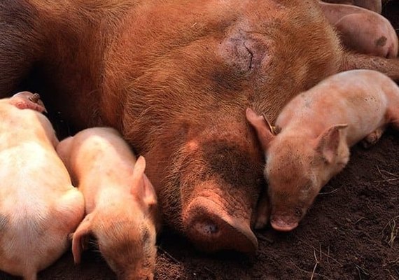 Milho encarece produção e desafia suinocultura em 2026