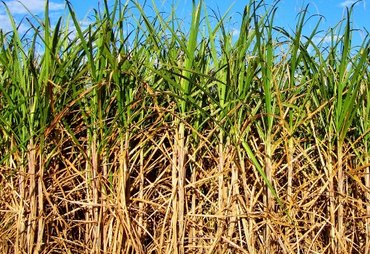 Safra de cana-de-açúcar termina esta semana em Alagoas