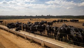 Pecuária brasileira colecionou recordes em 2022