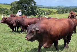 Fazenda Mangabeira promove leilão da raça santa gertrudis