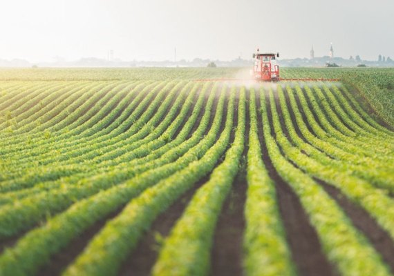 Cooperativas de crédito facilitam acesso aos recursos do Plano Safra; saiba como