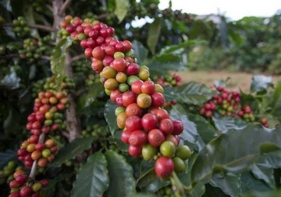 Preço do café sobe com atraso na colheita brasileira