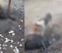 Ovelhas são mortas durante a madrugada e levanta rumores de 'Chupa Cabra'