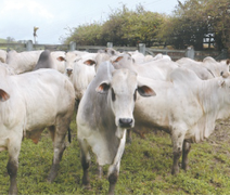 4ª Agrofeira IBC será realizada nos dias 18 e 19 de setembro em Chã Preta