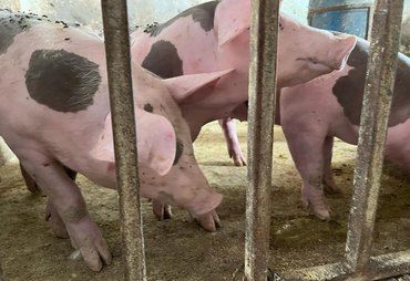 Alagoas já vacinou mais de 17 mil animais contra a Peste Suína Clássica